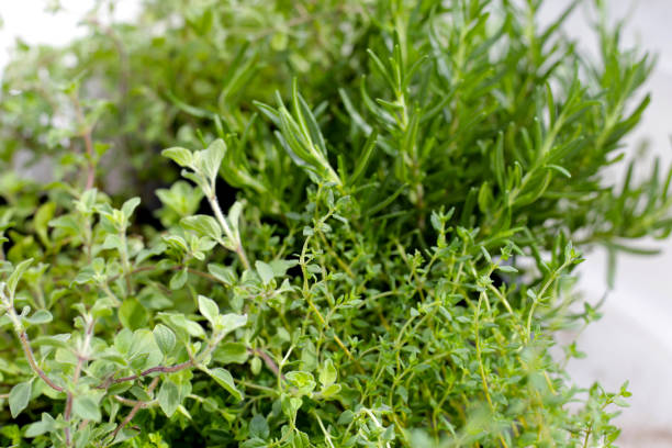 istock Fresh herbs in the garden 1779327015