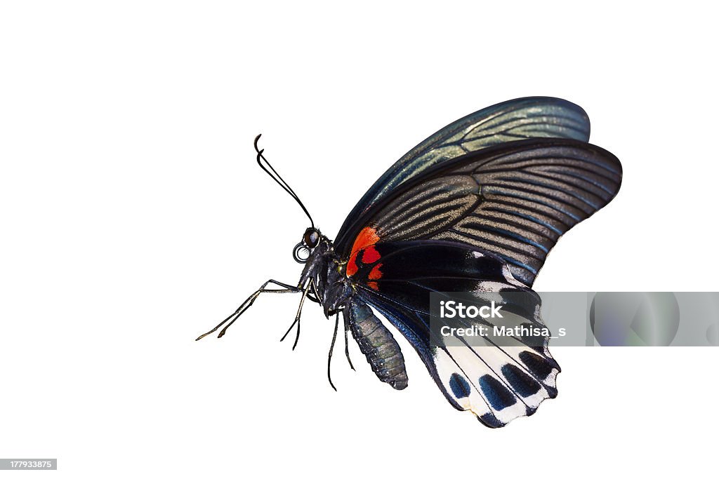 Kobieta great mormon butterfly - Zbiór zdjęć royalty-free (Bezkręgowce)