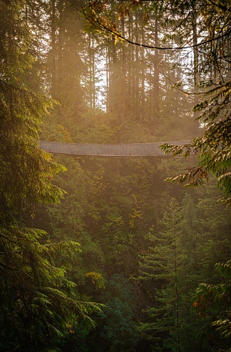 Sunrise light at the famous Capilano Suspension Bridge Park on a foggy morning, suspended walking bridge in middle of forest, North Vancouver, British Columbia, Canada. Photo taken in October 2021.
