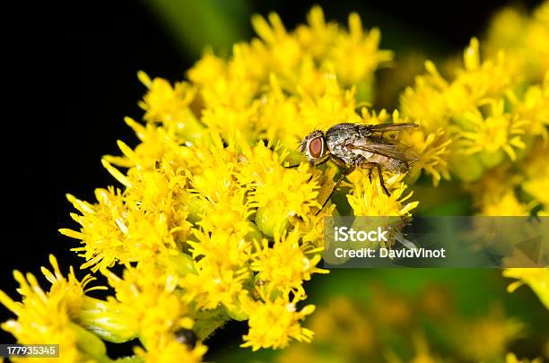 Black Fly I Kwiaty - zdjęcia stockowe i więcej obrazów Barwne tło - Barwne tło, Bez ludzi, Bliskie zbliżenie