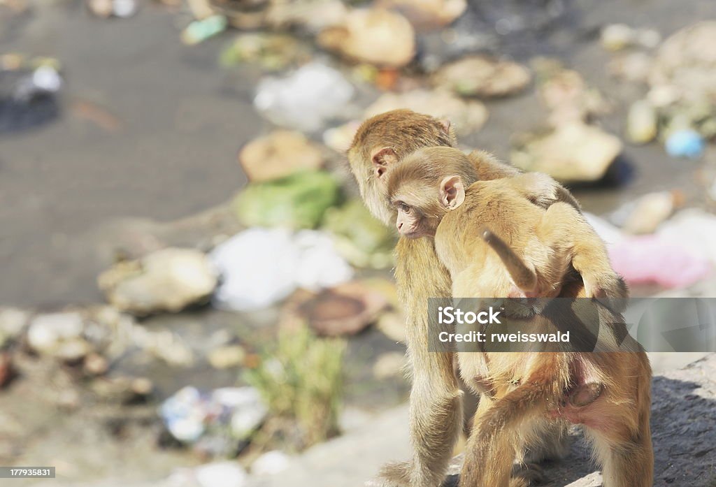 Adulto e Cuccioli di scimmia alla ricerca di cibo-Pashupatinath Tempio Deopatan-Kathmand-Nepal. 0284 - Foto stock royalty-free di Ambientazione esterna