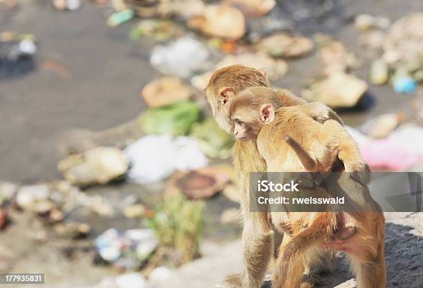 Dorosły I Małe Małpy Poszukuje Żywnościpashupatinath Templedeopatankathmandnepal 0284 - zdjęcia stockowe i więcej obrazów Bagmati Province