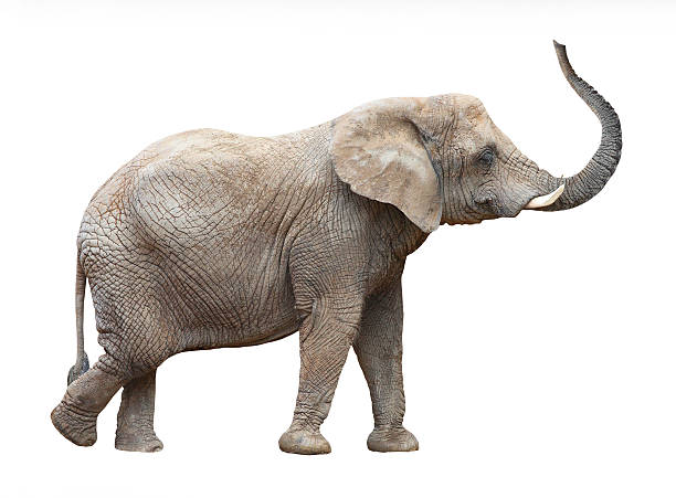 istock Loxodonta Africana or African Elephant on white blackground 177937020