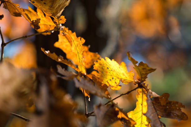 Fall Morning, Seoul Korea