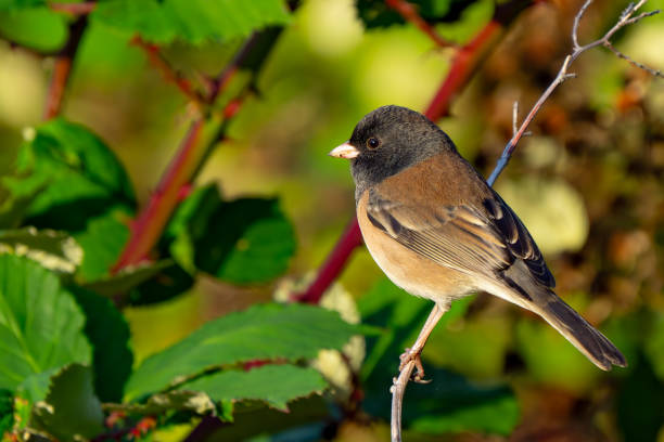 istock Dark-Eyed Junco Bird perched in Blackberry Bramble 1779379524