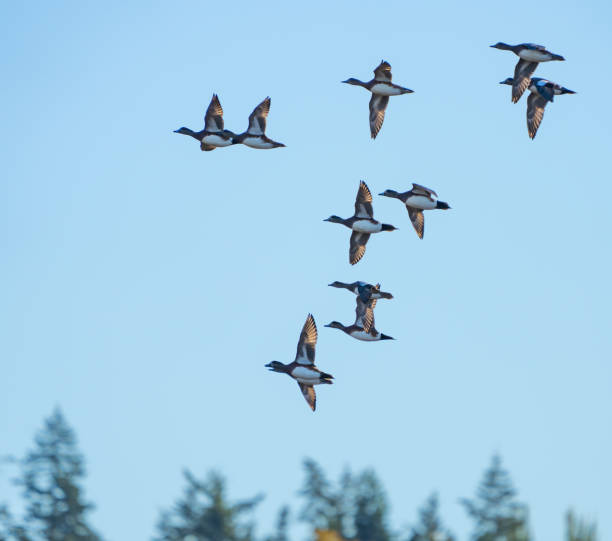 istock American Wigeon fly near Edmonds Marsh in Washington State 1779380089
