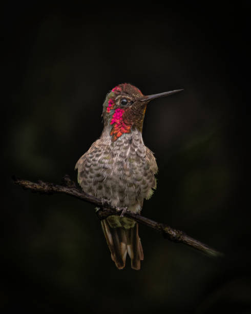 Black background Anna’s Hummingbird close up