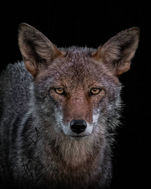 istock Black background Coyote close up profile shot 1779382264