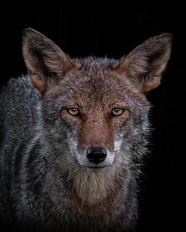 Black background Coyote close up profile shot