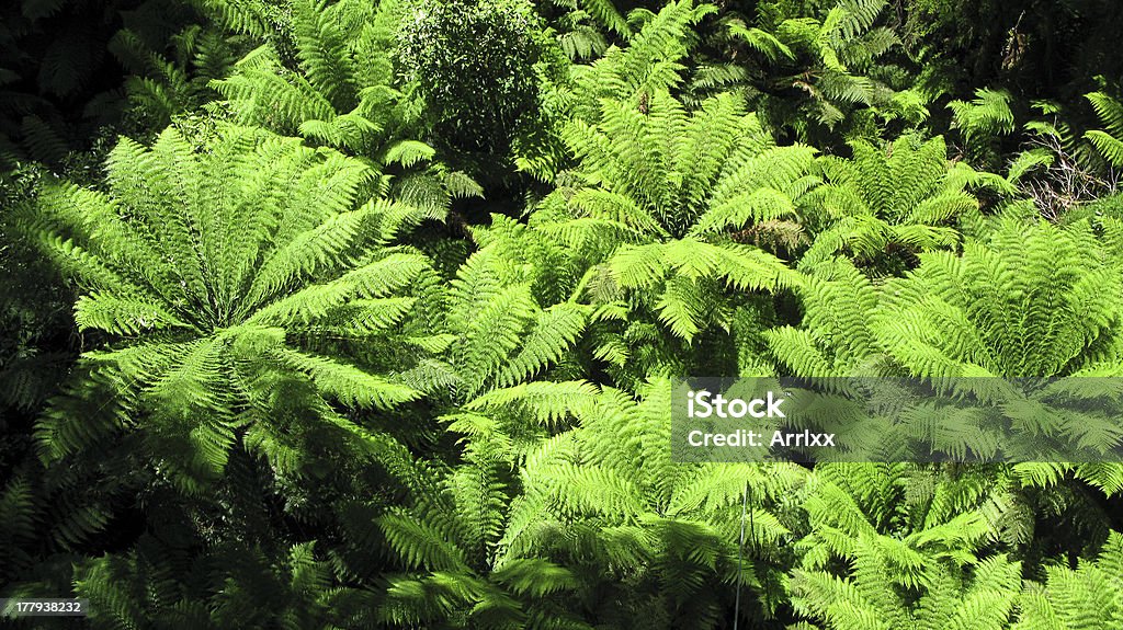 Felce arborea vista dall'alto - Foto stock royalty-free di Affollato