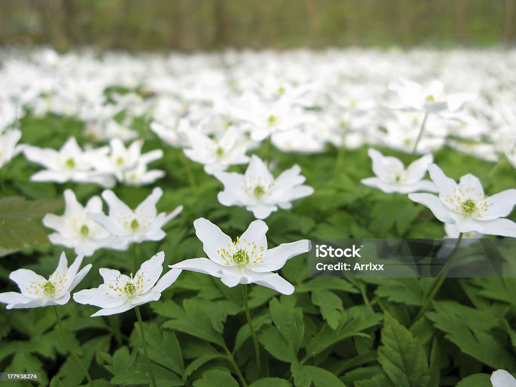 wood anemone wood anemone - anemone nemerosa in detail with flower and leaves Botany Stock Photo