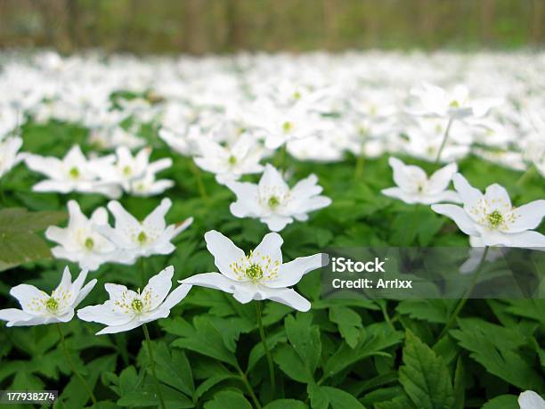 Wood Anemone Stock Photo - Download Image Now - Botany, Close-up, Europe