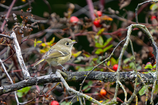 Hutton's Vireo poses on a dead branch