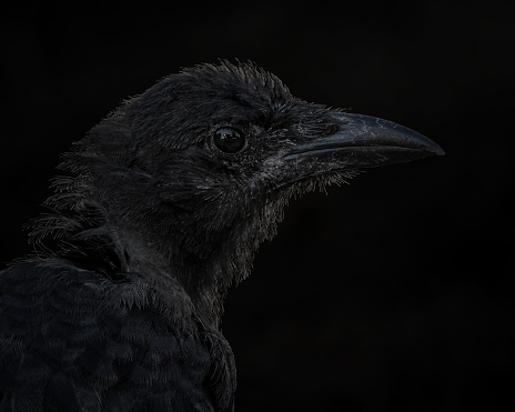 Black background American Crow profile close up shot