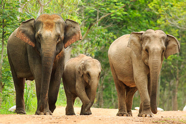 Family of three Asian elephants Asian elephant in Thailand indian elephant photos stock pictures, royalty-free photos & images