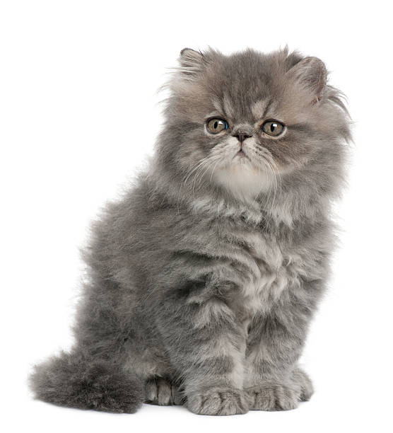 istock Persian kitten, 2 months old, sitting and looking away 177938390