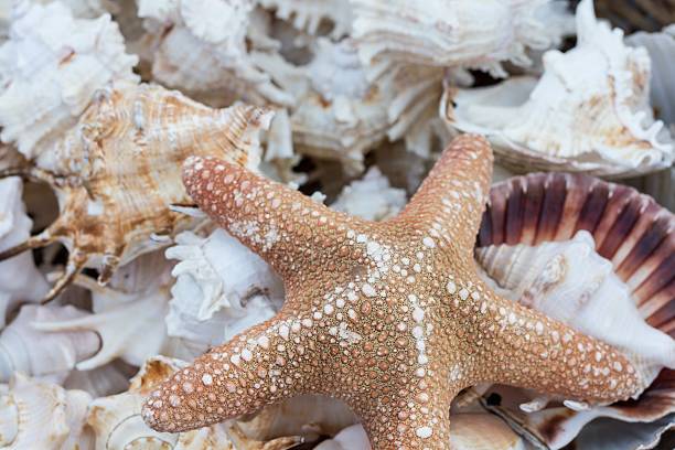 istock Braided straw basket full of starfish 177938725