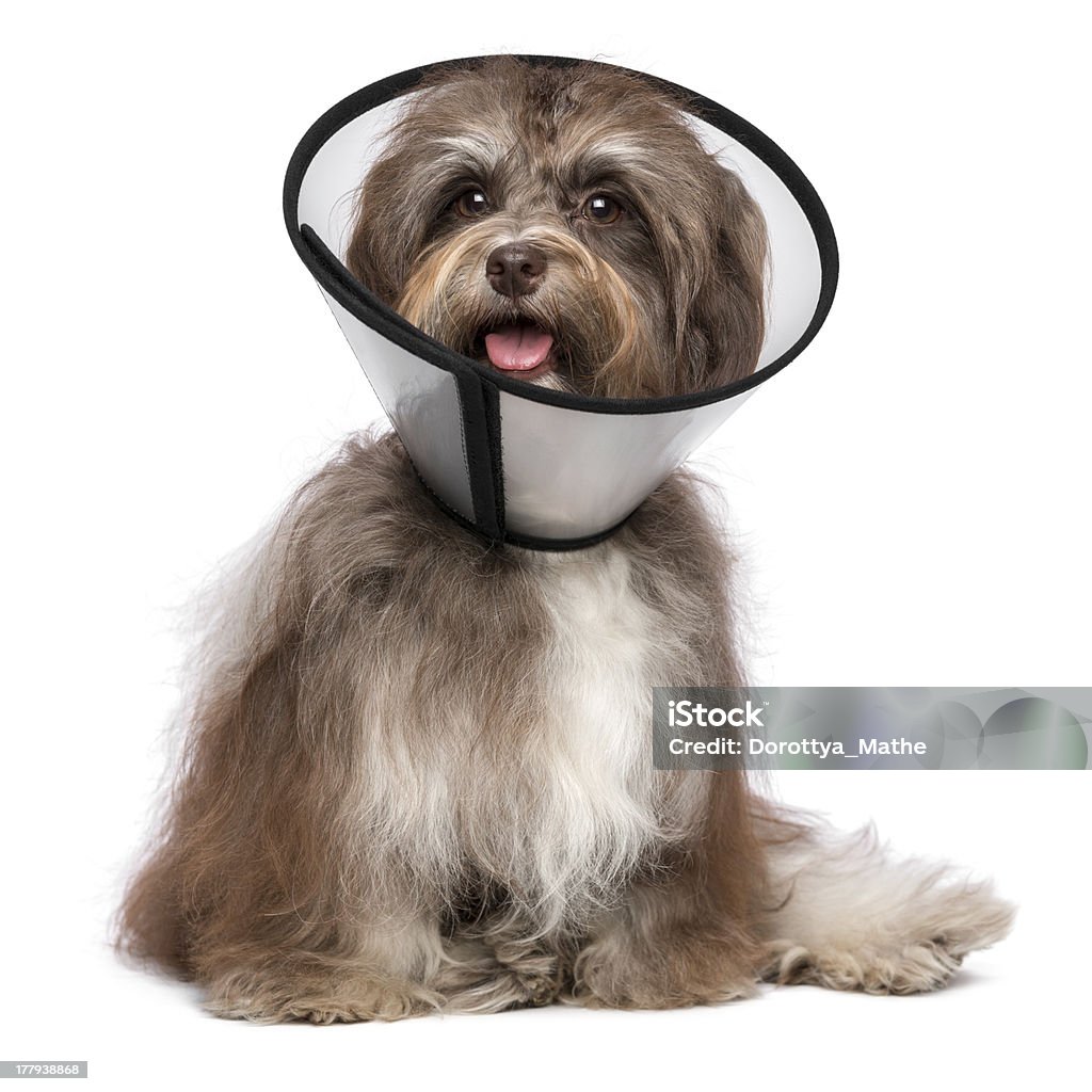 Felice grato Bichon Avanese cane è il ripristino e indossare un collare - Foto stock royalty-free di Accudire