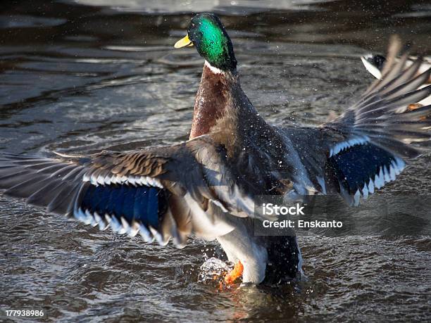 Photo libre de droit de Les Rabats Des Ailes De Poulet Et Canard banque d'images et plus d'images libres de droit de Aile d'animal - Aile d'animal, Animaux à l'état sauvage, Battre des ailes