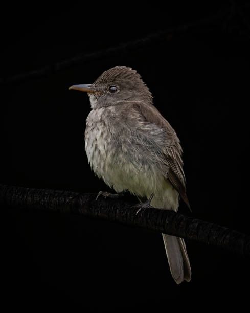 istock Black background willow flycatcher close up shot 1779390436
