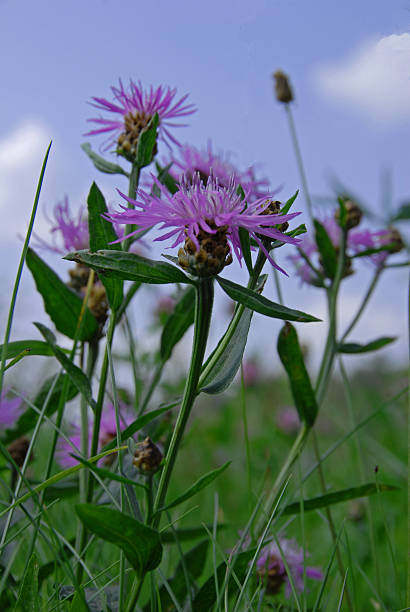 istock Flowers in the field 177939674