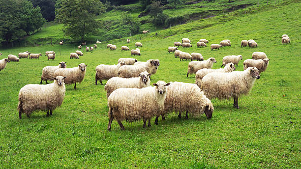 flock of sheep flock of sheep on green grass ewe stock pictures, royalty-free photos & images