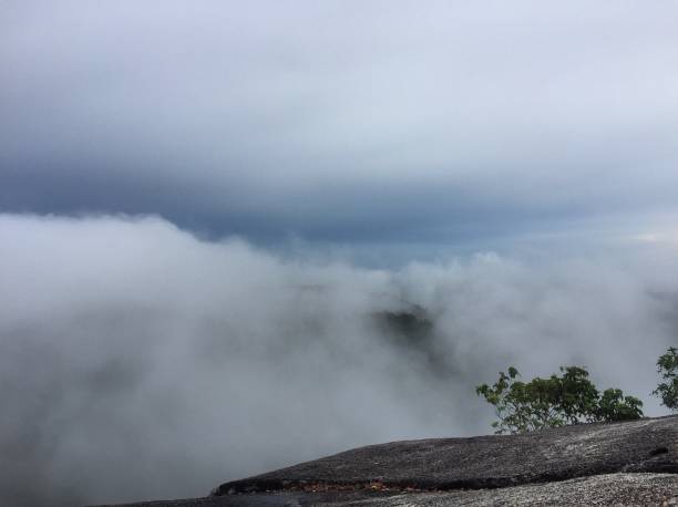 istock a fog in rain forest 1779447256