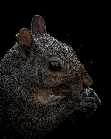 Black background Eastern gray squirrel profile close up shot