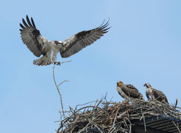 istock osprey with open wing in flight carrying twig to build nest 1779457371