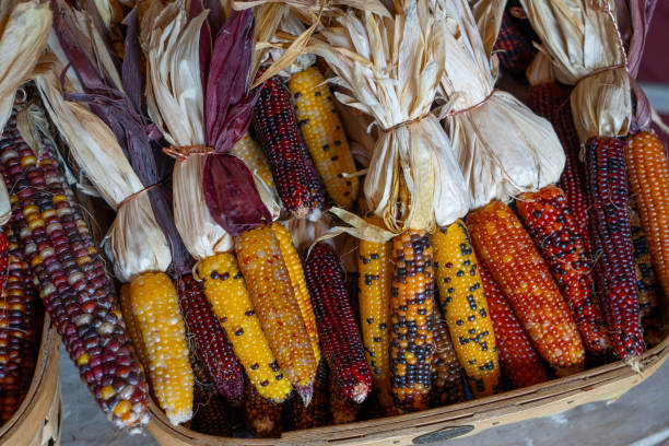 istock colorful ears of indian corn 1779460783