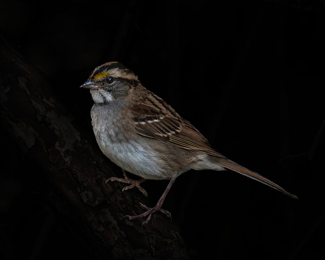 Black background white-throated sparrow close up shot