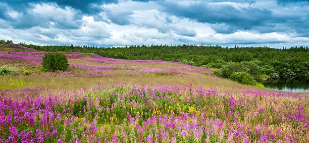 summer blooming meadow in the north