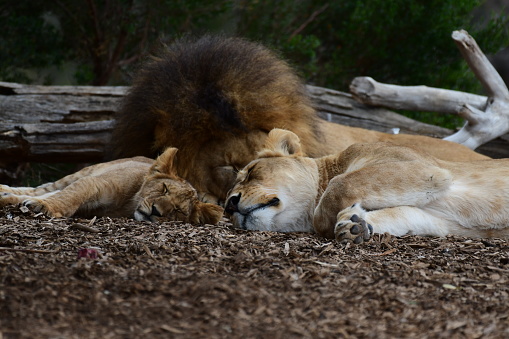 Lion pride sleeping