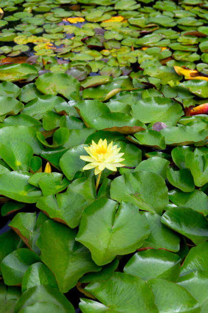 istock Beautiful water lily. Lotus pond 1779506669