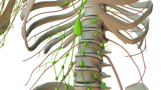istock Anatomical Insights into the Human Lymphatic System 1779523034