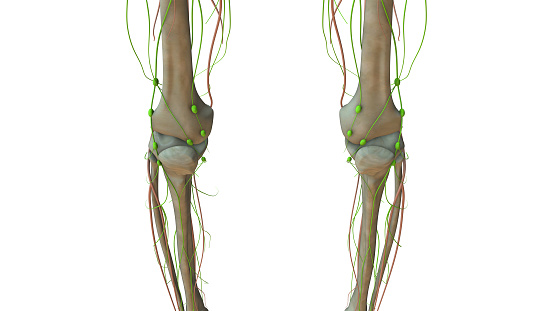 Anatomy Of The Human Lymphatic System Stock Photo Biology Diagrams