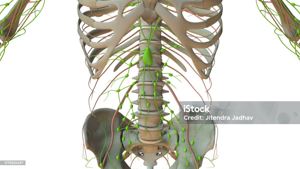 Anatomy Of The Human Lymphatic System Stock Photo Biology Diagrams
