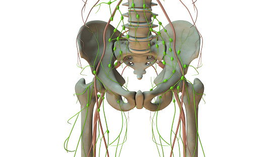Anatomy Of The Human Lymphatic System Stock Photo Biology Diagrams