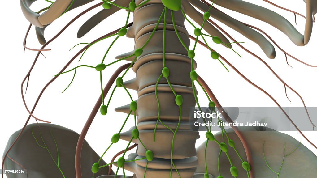 The Lymphatic System In The Human Body Stock Photo Biology Diagrams