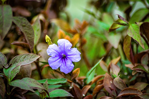 a purple Ruellia tuberosa or Purple Kencana flower blooming against a background of bushes