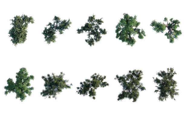 istock tree top view plant landscape architecture nature garden aerial render. 1779549244