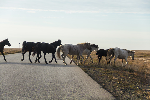 A herd of horses crosses the road. Horses running along the track.