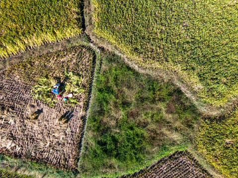Looking down on a rice field being harvested