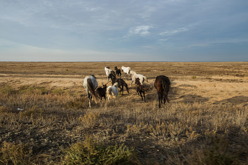 A herd of horses runs across the steppe of Kazakhstan. A herd of horses runs away from the highway.
