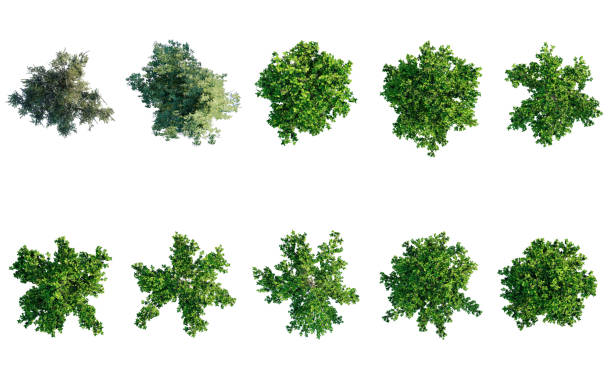 tree top view plant landscape architecture nature garden aerial render.