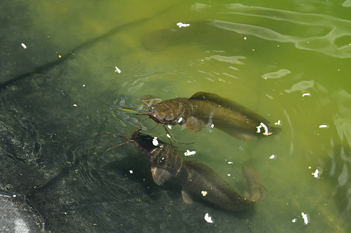 A beautiful closeup of catfish, or Siluriformes, eating puffed rice floating on the water's surface