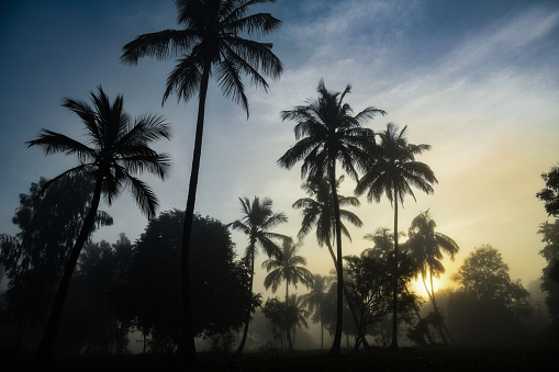 A rare beautiful view of sunrise or sunset over the tall coconut trees during the foggy day