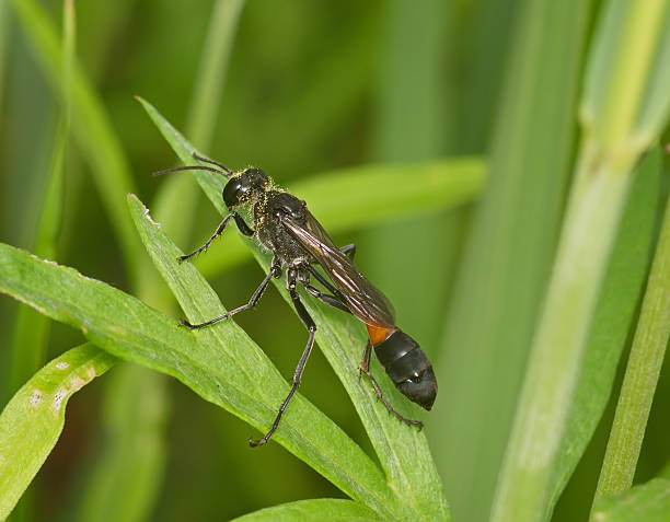 istock Black insect on green sheet 177959691