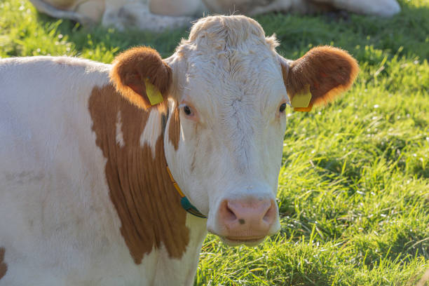 istock Cow in a meadow on a sunny day. 1779604542