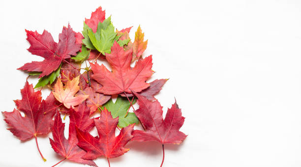 istock Colorful autumn leaves on white background. 1779605066